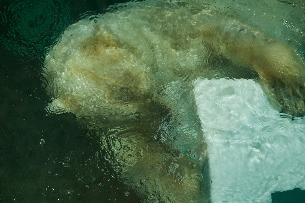 Polar Bear Underwater